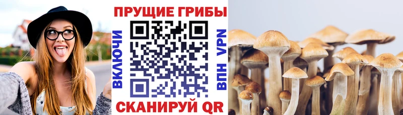 Галлюциногенные грибы Cubensis Коряжма